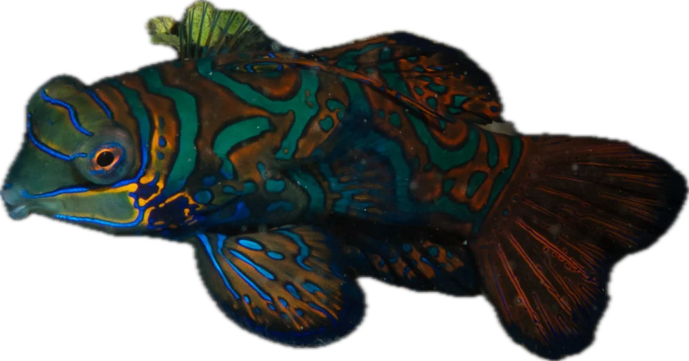 A mandarinfish swimming by