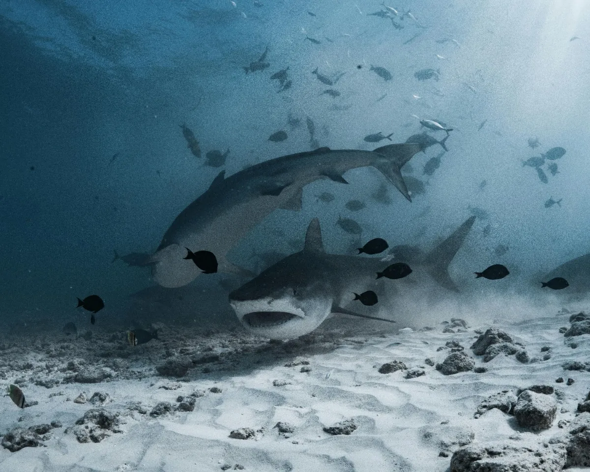 Tiger shark