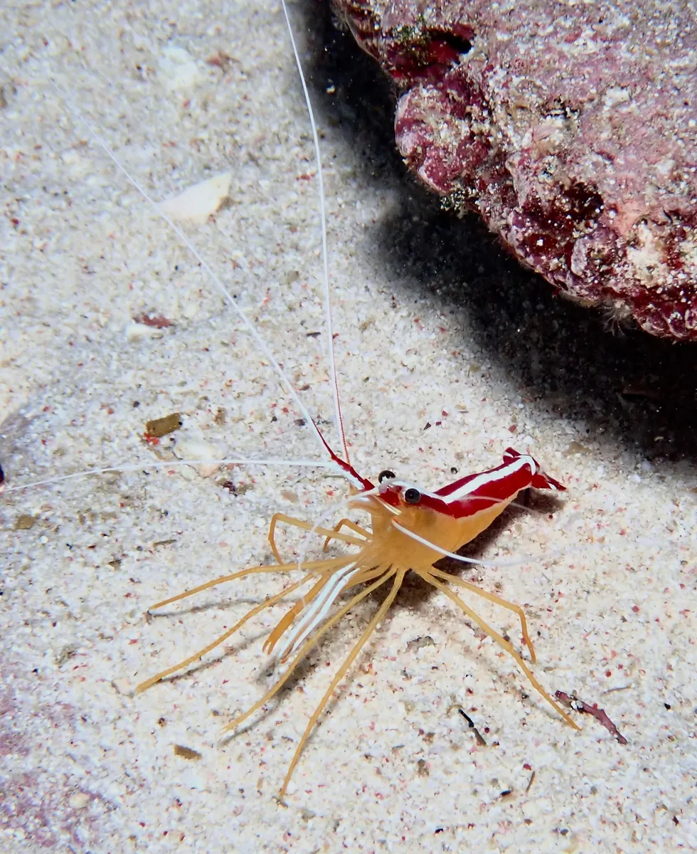 Scarlet cleaner shrimp