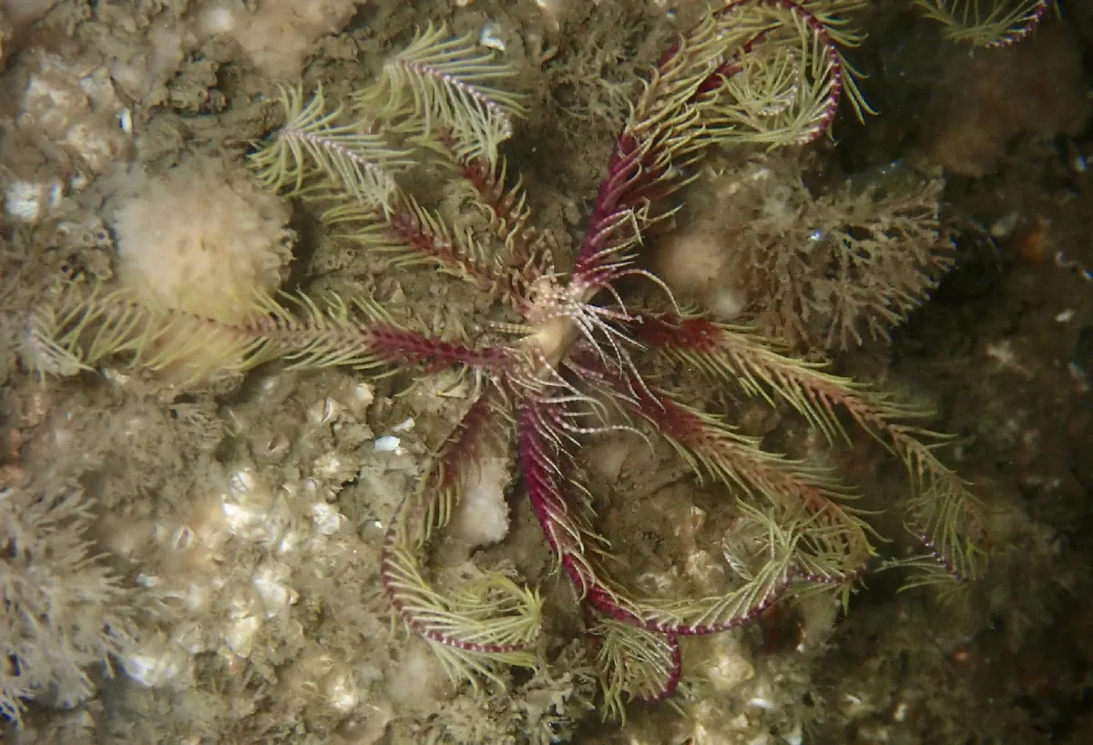 Rosy feather star