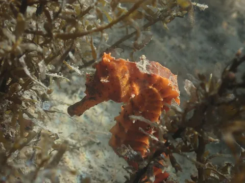 Giant Seahorse