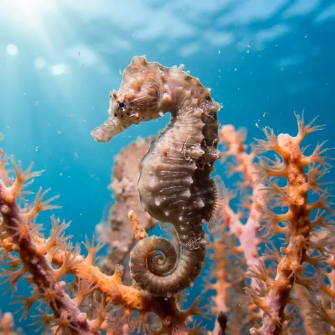 Denise's Pygmy Seahorse