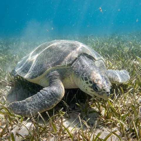Kemp's Ridley Sea Turtle