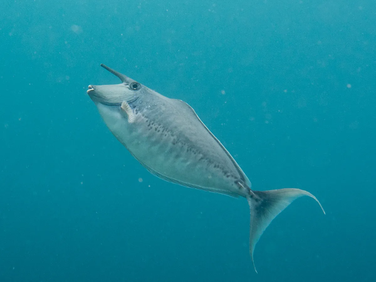 Humpback unicornfish