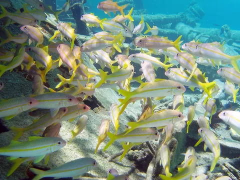 Yellowfin Goatfish
