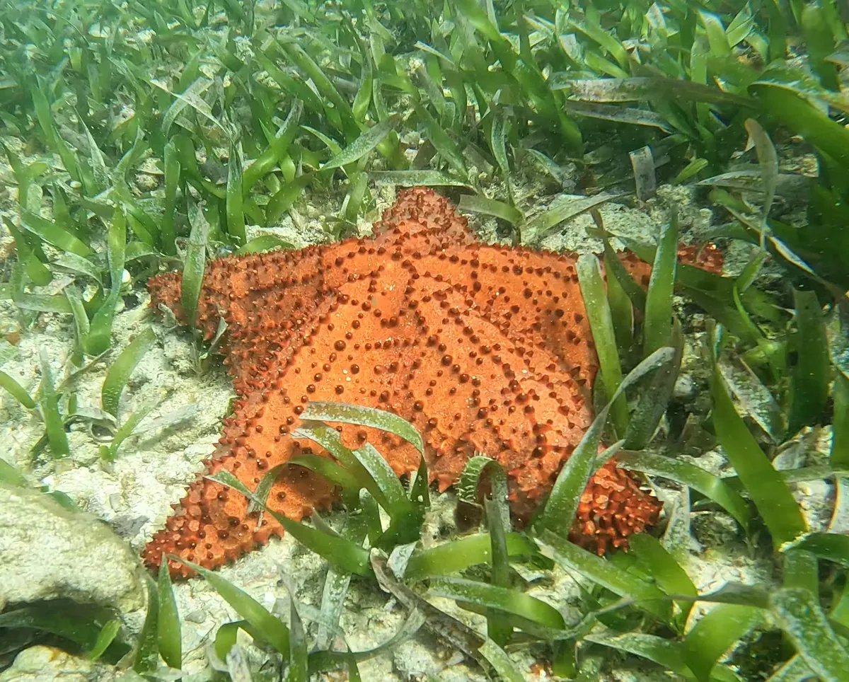 Red Cushion Sea Star