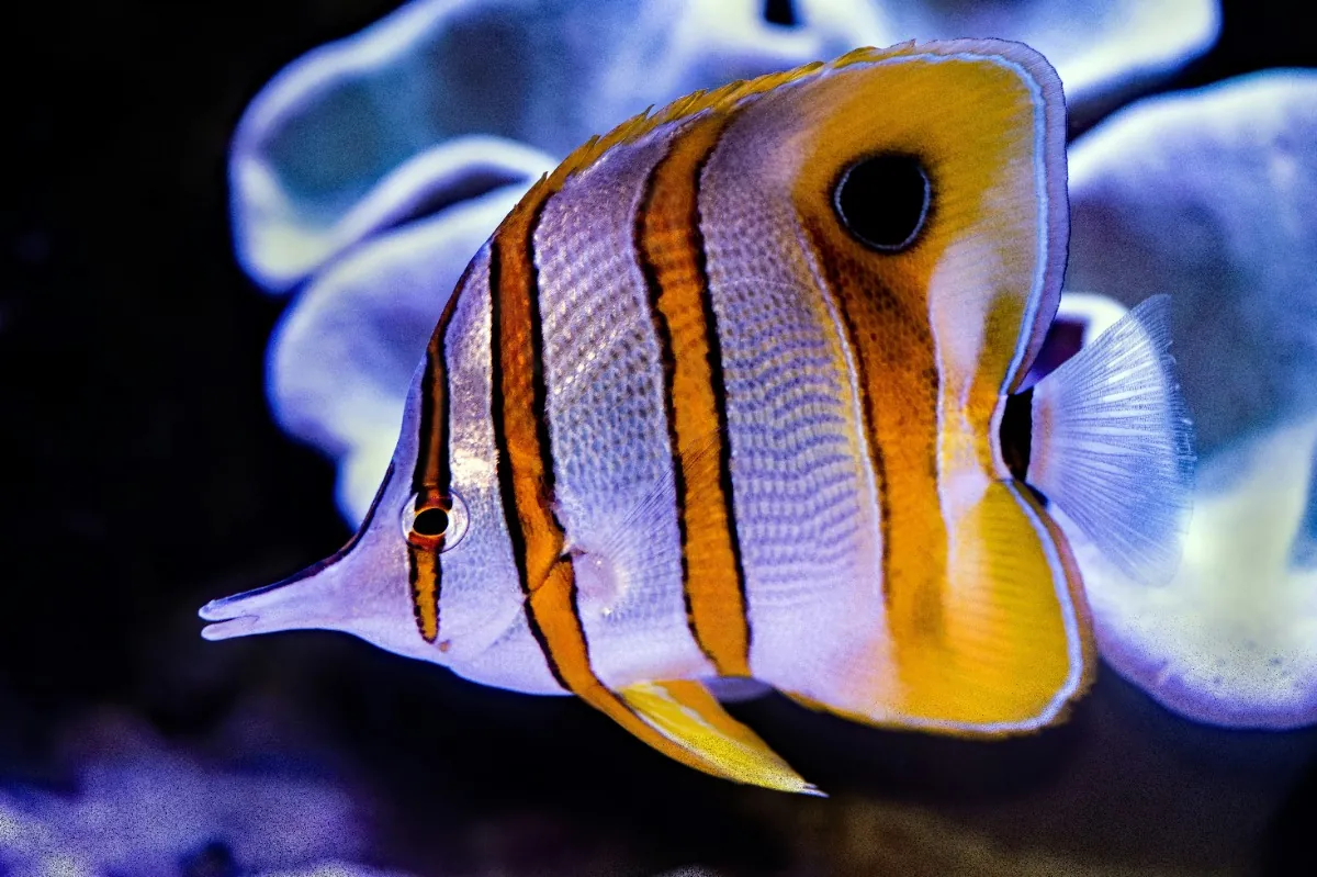 Butterflyfish