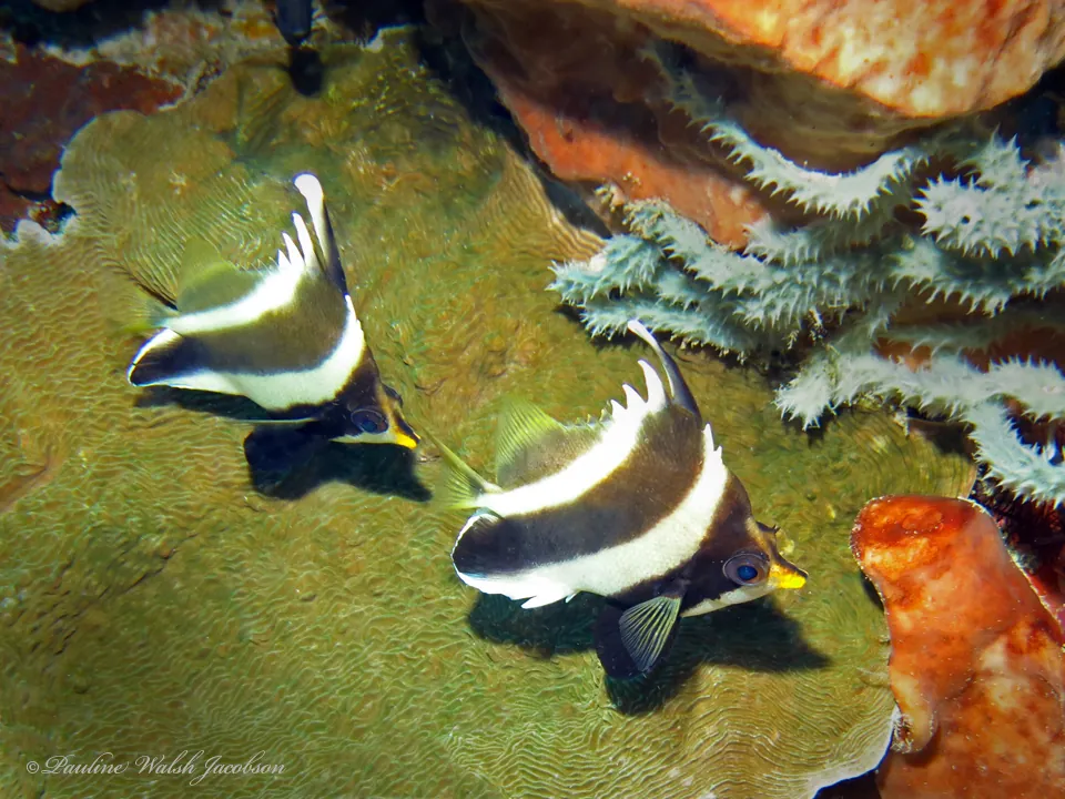 Threeband pennantfish
