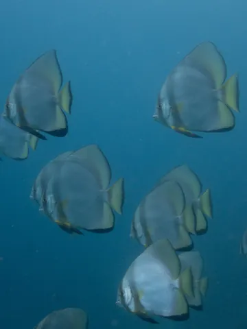 Orbicular batfish