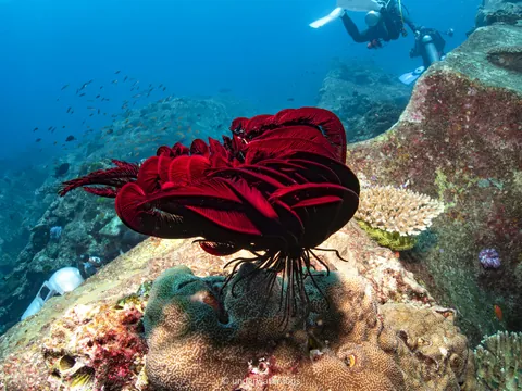 Beautiful feather star