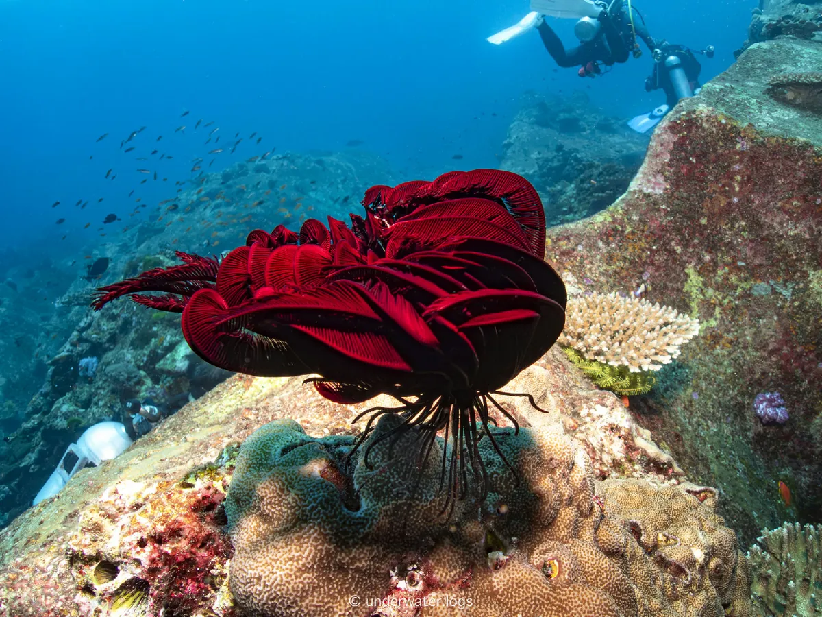 Beautiful feather star