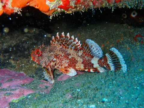 Madeira Scorpionfish