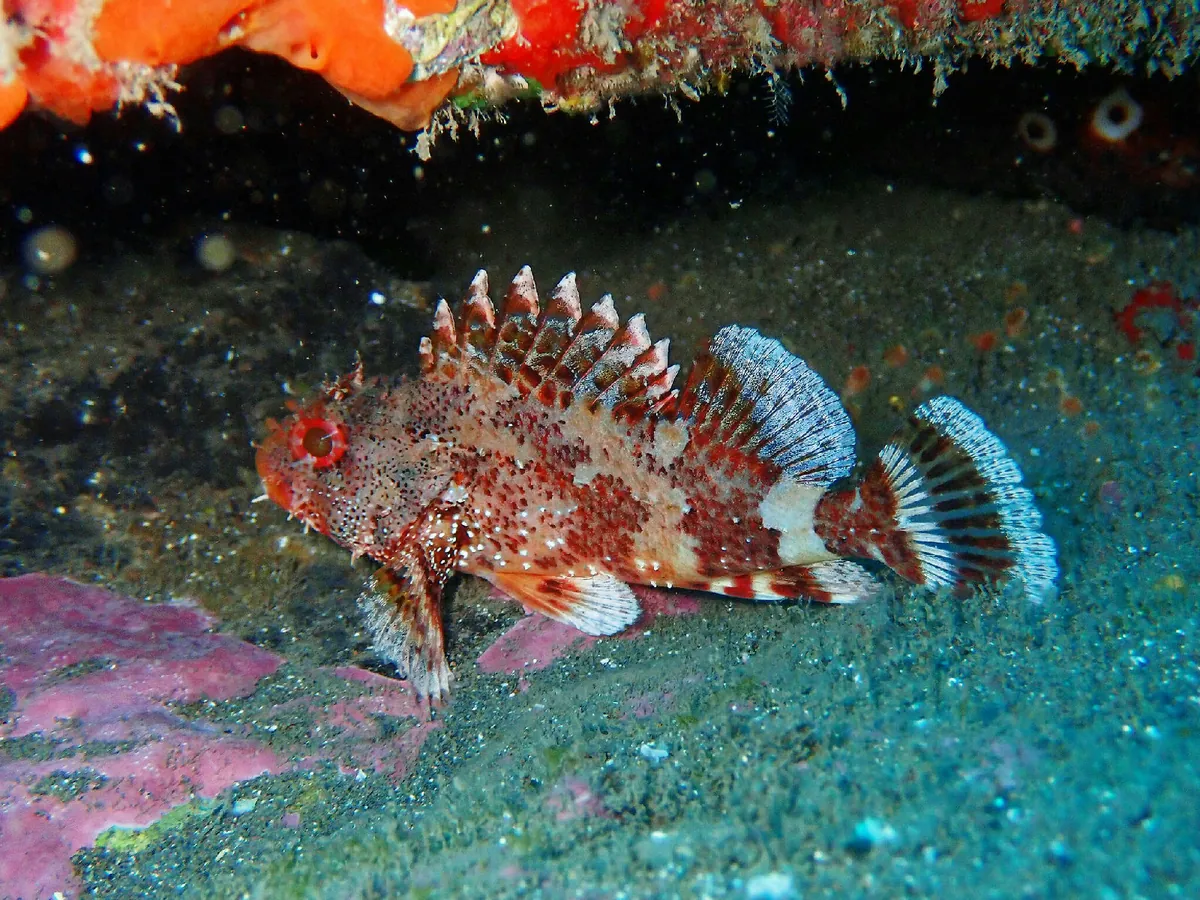 Madeira Scorpionfish