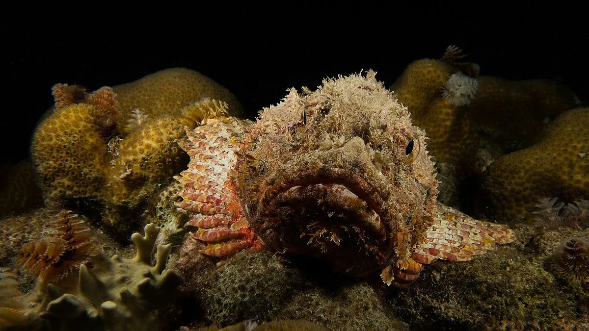 Spotted Scorpionfish