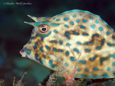 Scrawled cowfish