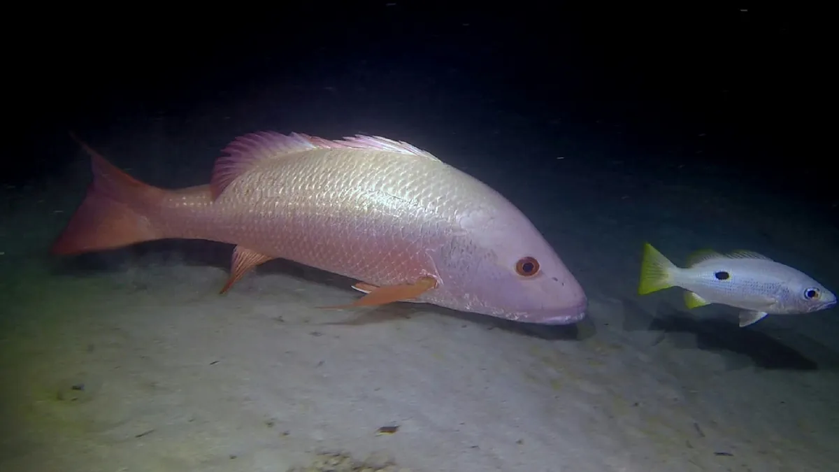 Mangrove red snapper