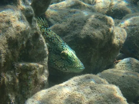 Green Wrasse