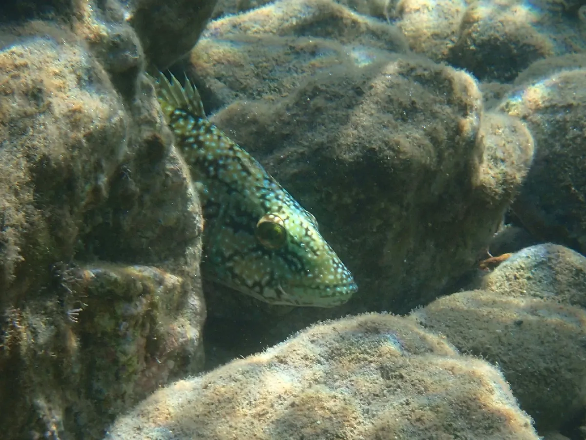 Green Wrasse