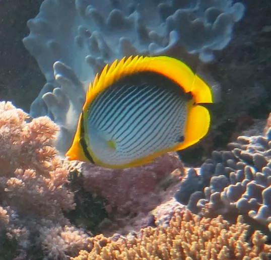Blackback butterflyfish