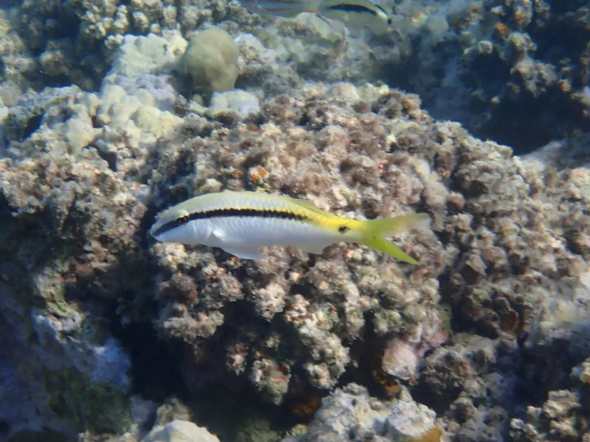 Red Sea Goatfish
