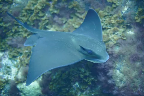Common eagle ray