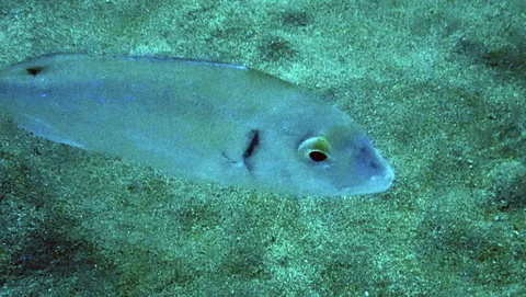 Common Pandora