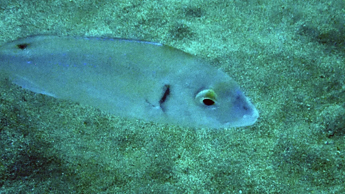 Common Pandora
