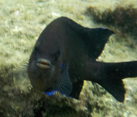 Canary Damselfish