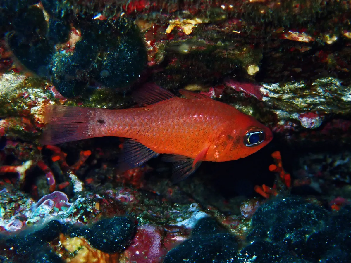 Cardinal fish