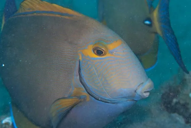 Eyestripe surgeonfish