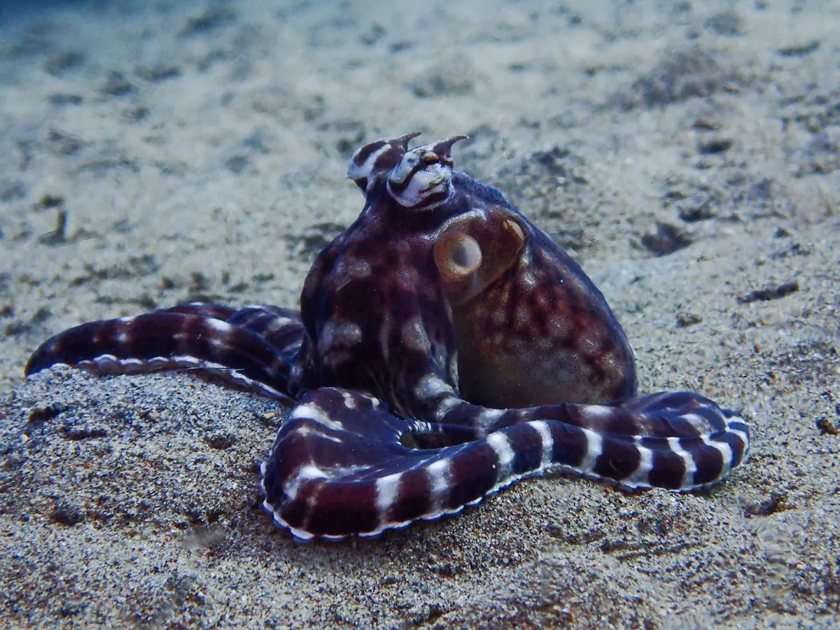 Mimic octopus