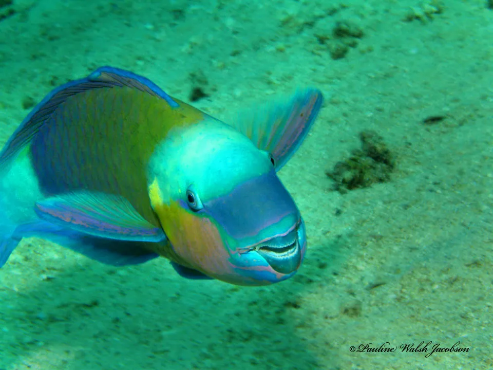 Daisy parrotfish