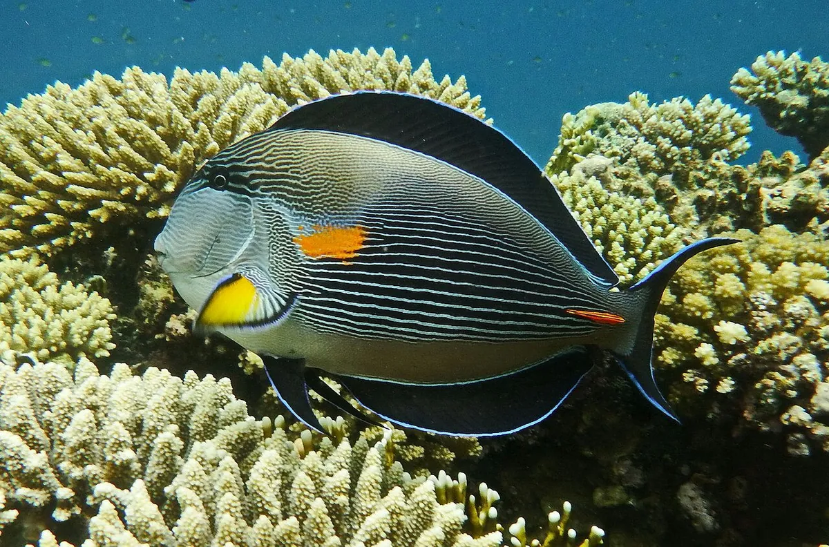 Sohal Surgeonfish