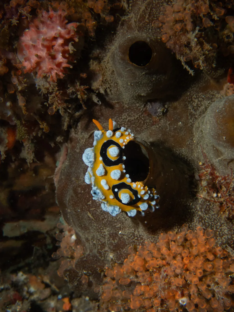 Ocellate Phyllidia