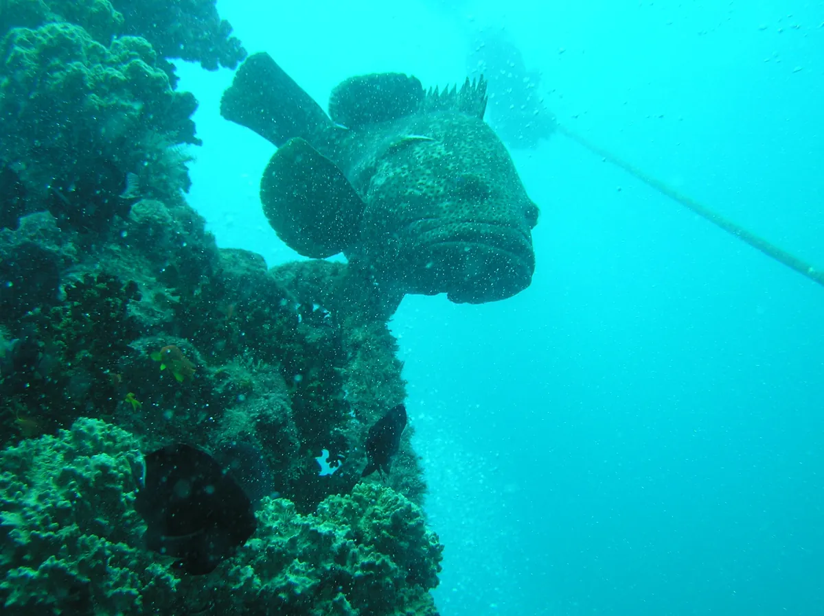 Giant grouper