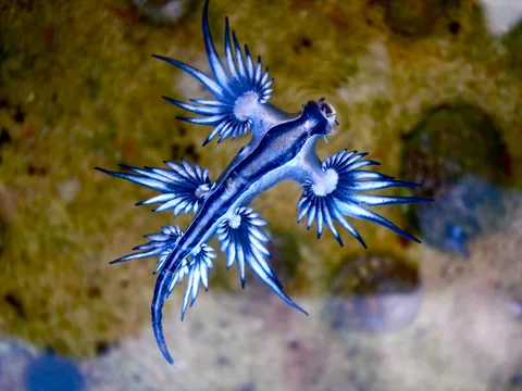Blue dragon