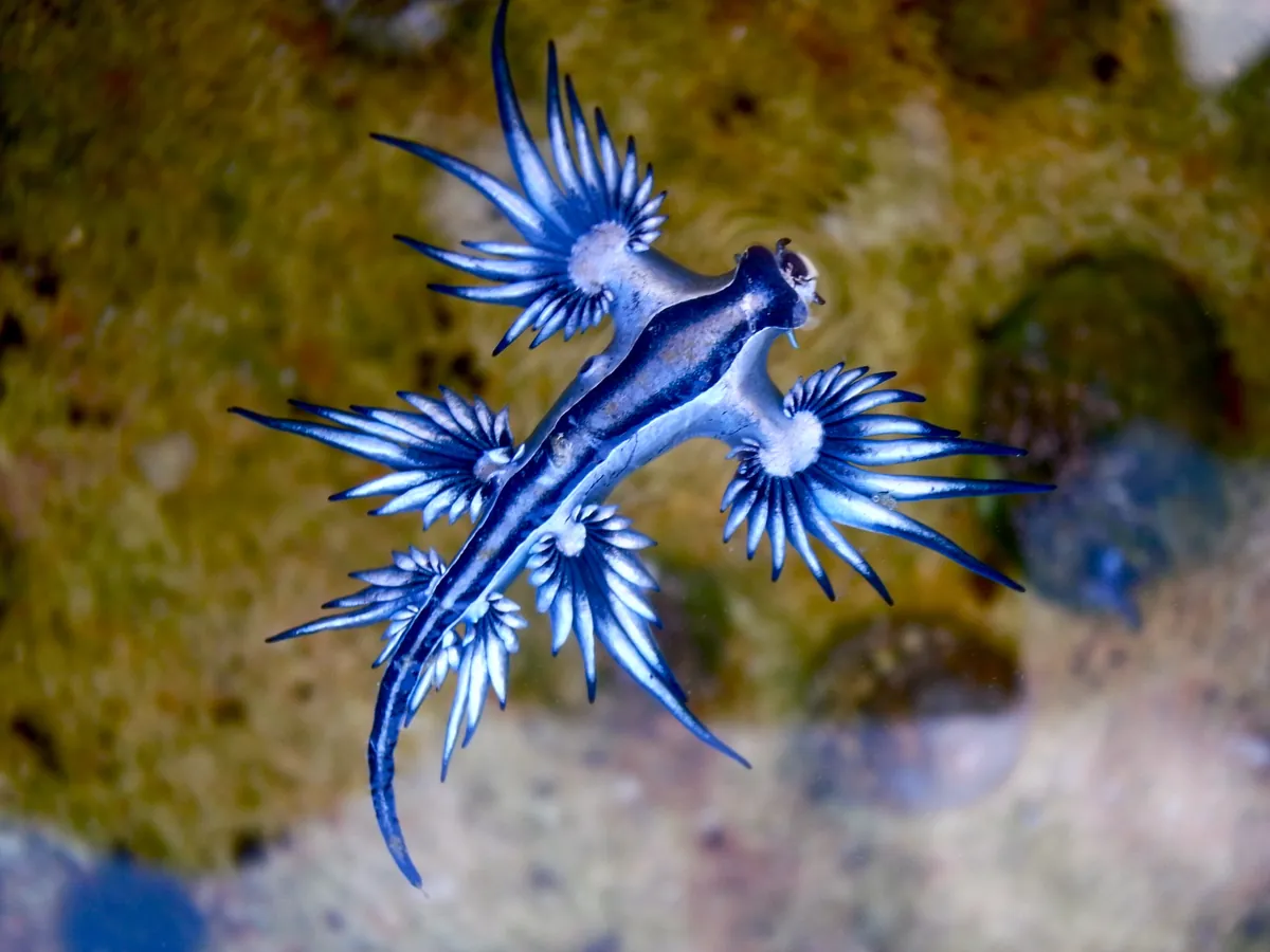 Blue dragon