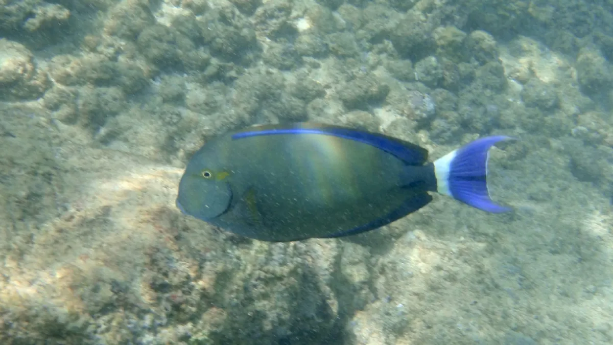 Ringtail surgeonfish