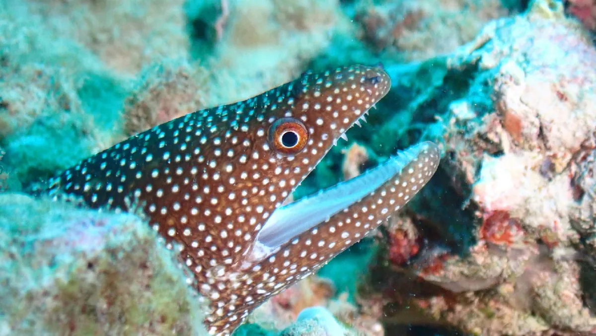 Whitemouth Moray