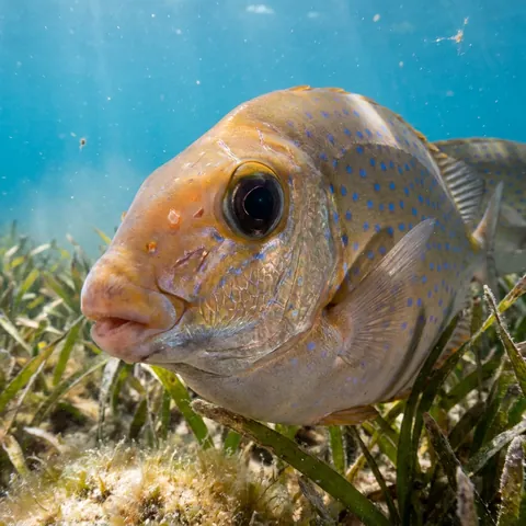 Blue-spotted spinefoot