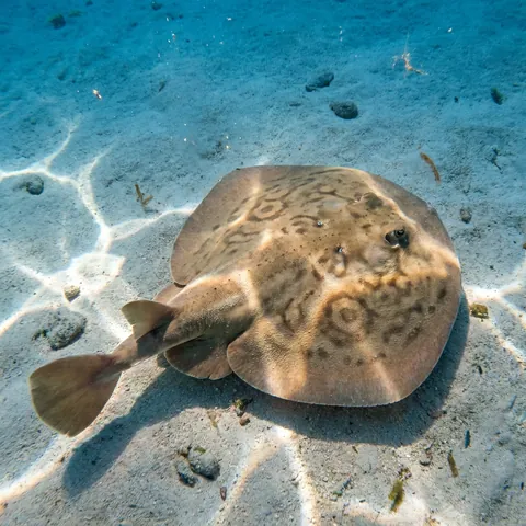 Caribbean Electric Ray