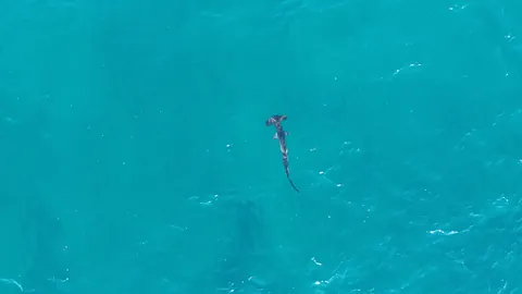 Smooth hammerhead