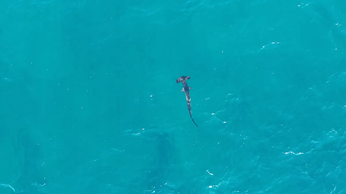 Smooth hammerhead