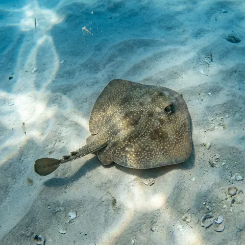 Haller's Round Ray