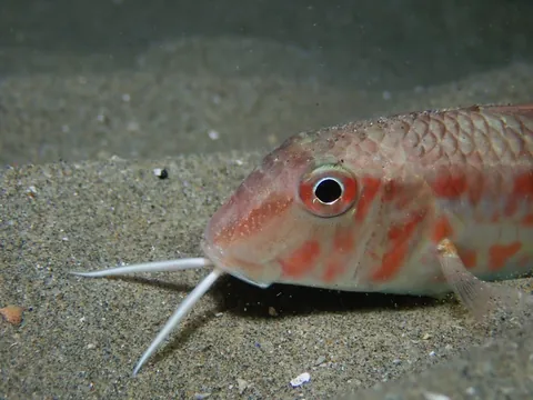 Goatfish