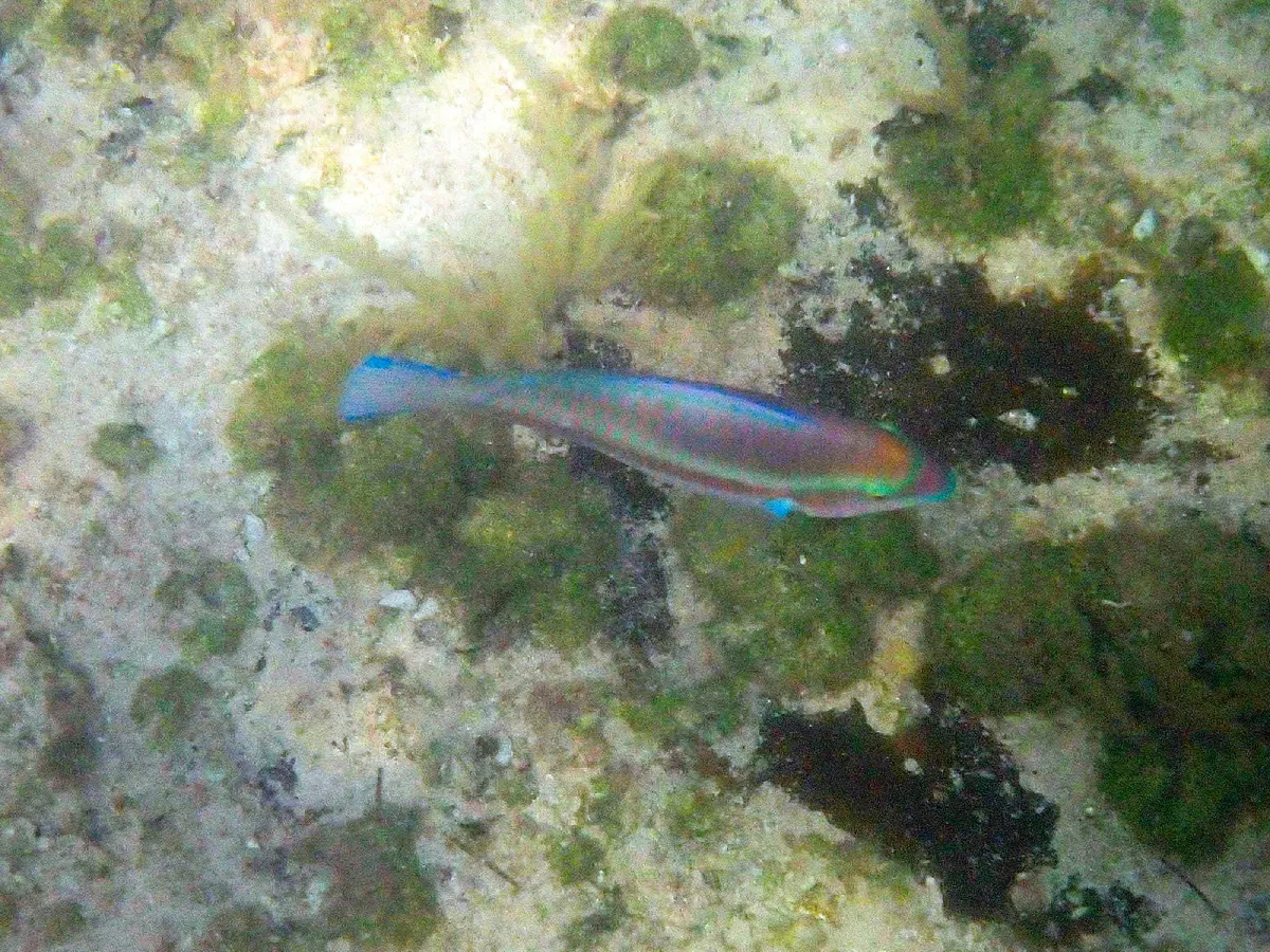 Striped Parrotfish
