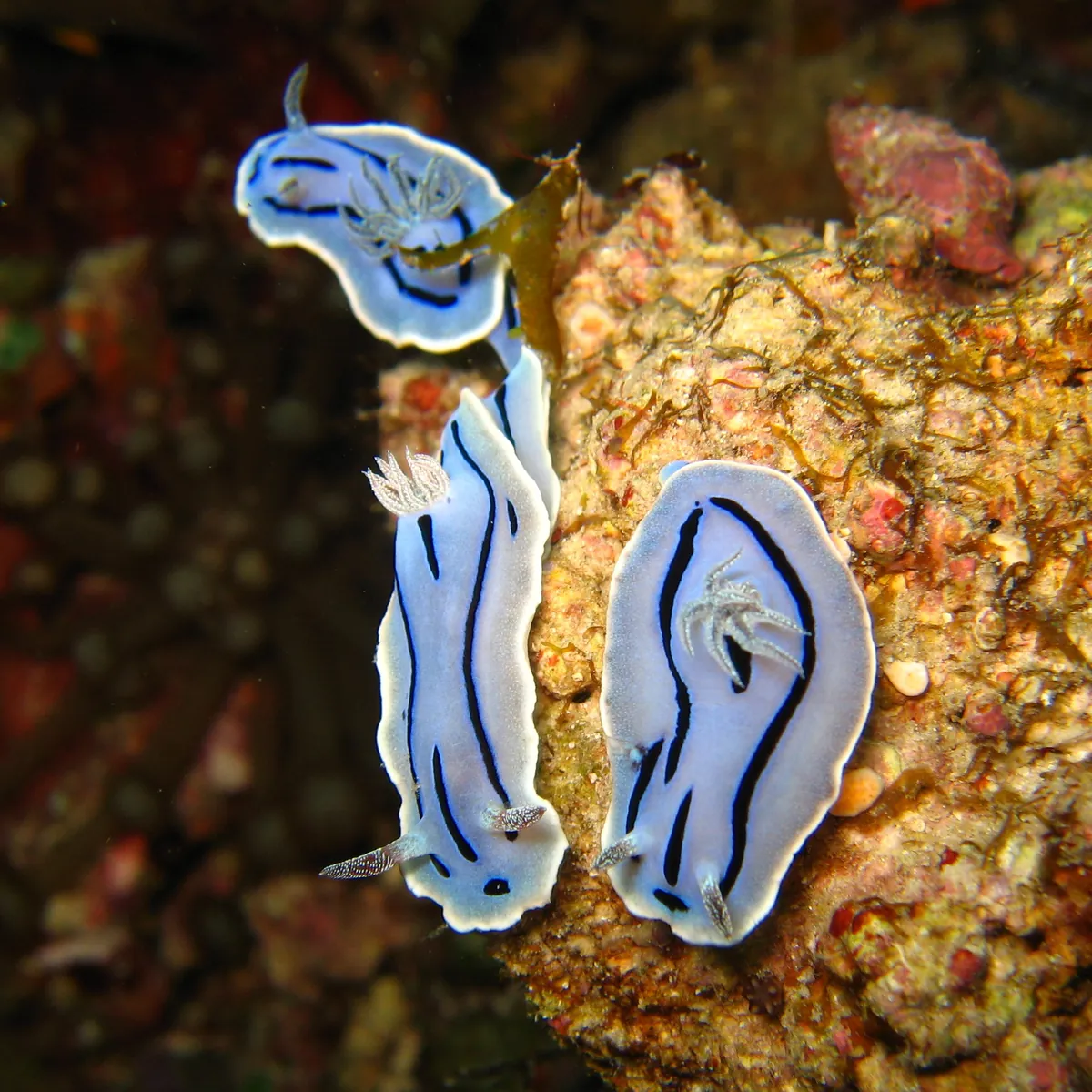 Willan's chromodoris