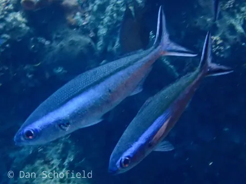 Dark-banded fusilier