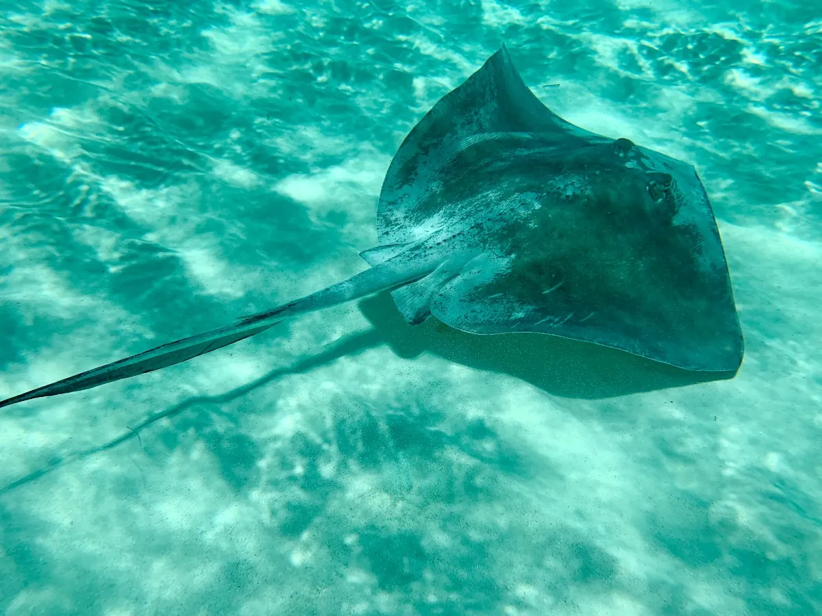 Freshwater stingrays