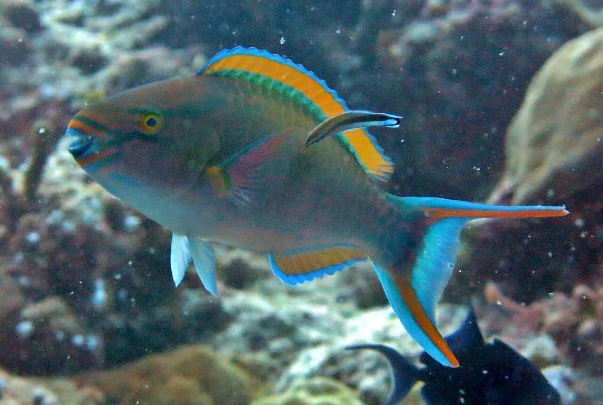 Tricolour parrotfish